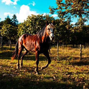 navigating-career-transitions